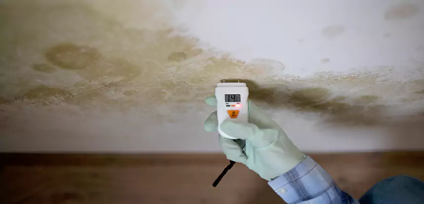 Emergency Mold Remediation in Pendergrass