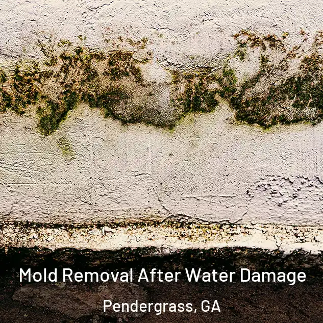  Mold Removal After Water Damage Pendergrass, GA